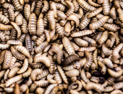 Hermetia illucens Larvae. Photo: InnovaFeed