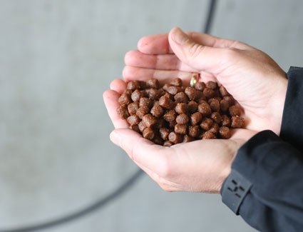 Through the partnership, Cargill and InnovaFeed will collaborate to jointly market fish feed that includes insect protein.
